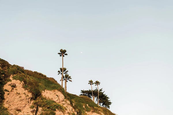 Palm Trees And Cliffs In Cali