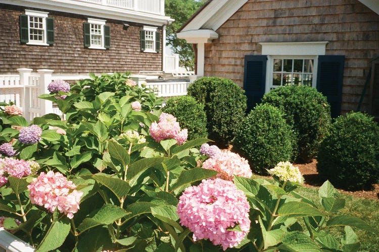 Martha's Vineyard Hydrangea by Chelsea Victoria wall art