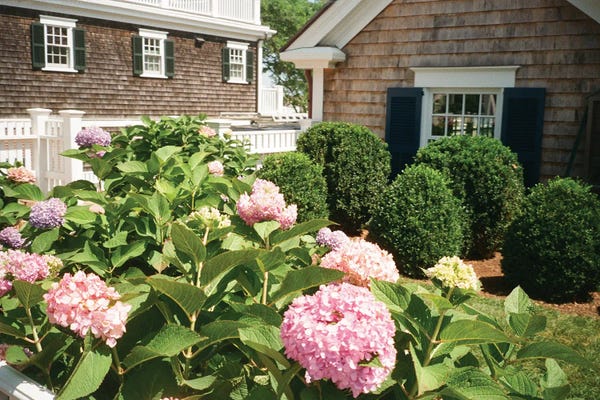 Chelsea Victoria: Martha's Vineyard Hydrangea by Chelsea Victoria