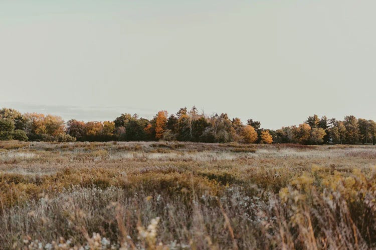 Autumn Landscape In Maine