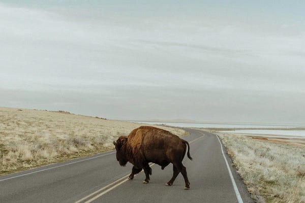 Animal Lover: Bison Crossing by Chelsea Victoria