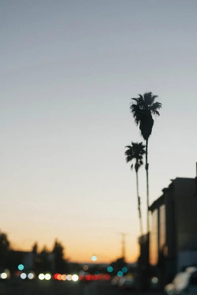 Fine Art Print: Los Angeles Palm Trees by Chelsea Victoria
