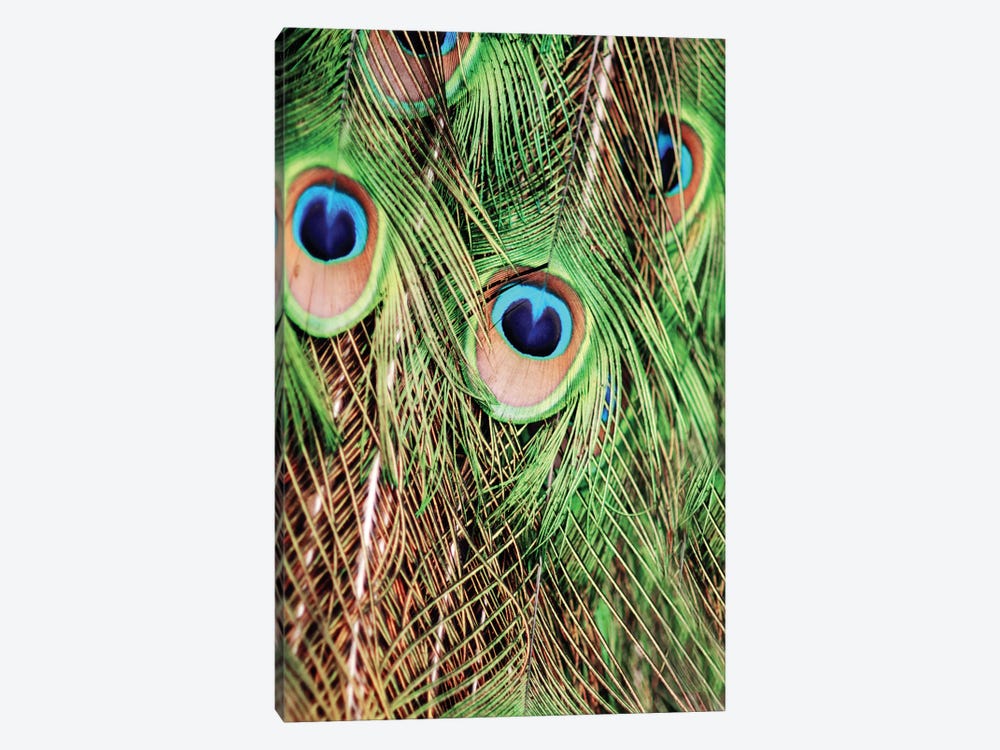 Shake Your Tailfeather II by Chelsea Victoria 1-piece Canvas Artwork