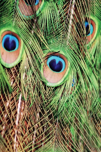 Feathers: Shake Your Tailfeather II by Chelsea Victoria