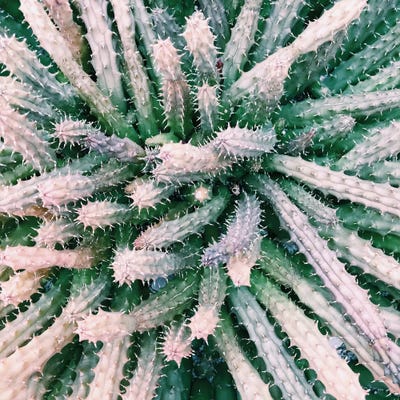 Prick by Chelsea Victoria acrylic art print