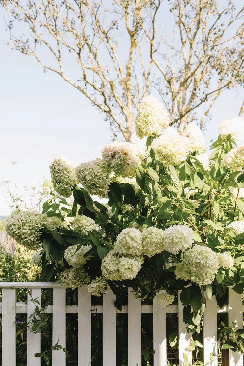Nantucket Hydrangeas