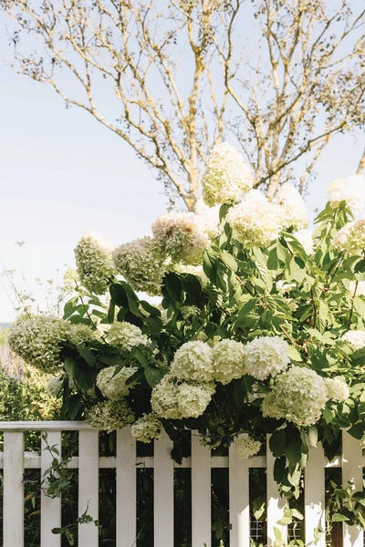 Nantucket Hydrangeas
