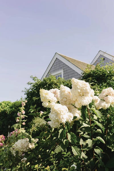 Chelsea Victoria: Nantucket Hydrangeas II by Chelsea Victoria