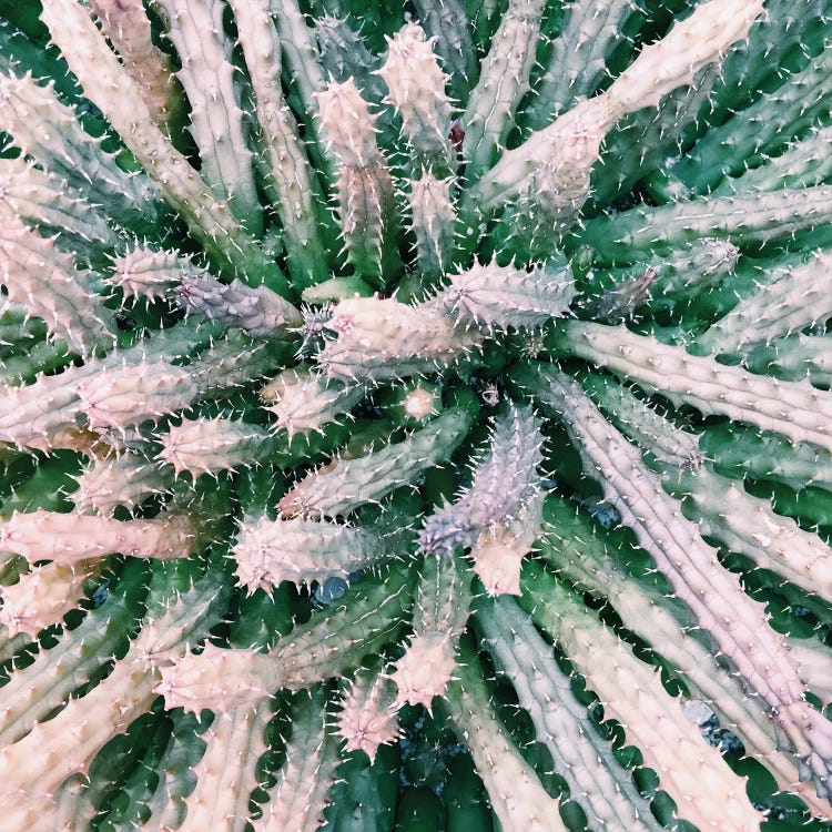 Prick by Chelsea Victoria wall art