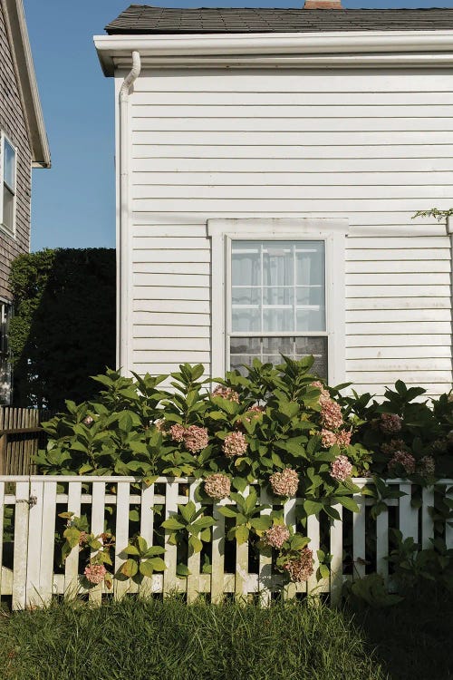 Nantucket Hydrangea's In August by Chelsea Victoria wall art