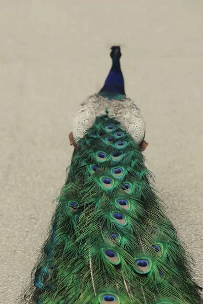 Feathers: Shake Your Tailfeather I by Chelsea Victoria