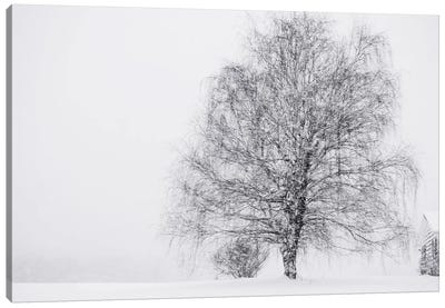 Snow Again Canvas Art Print - Winter Art