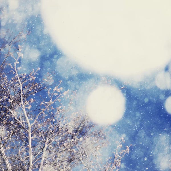 Ice & Snow Close-Ups: Snow And Trees II by Chelsea Victoria