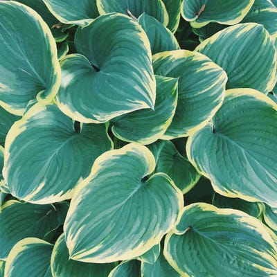 Some Like It Hosta by Chelsea Victoria acrylic art print