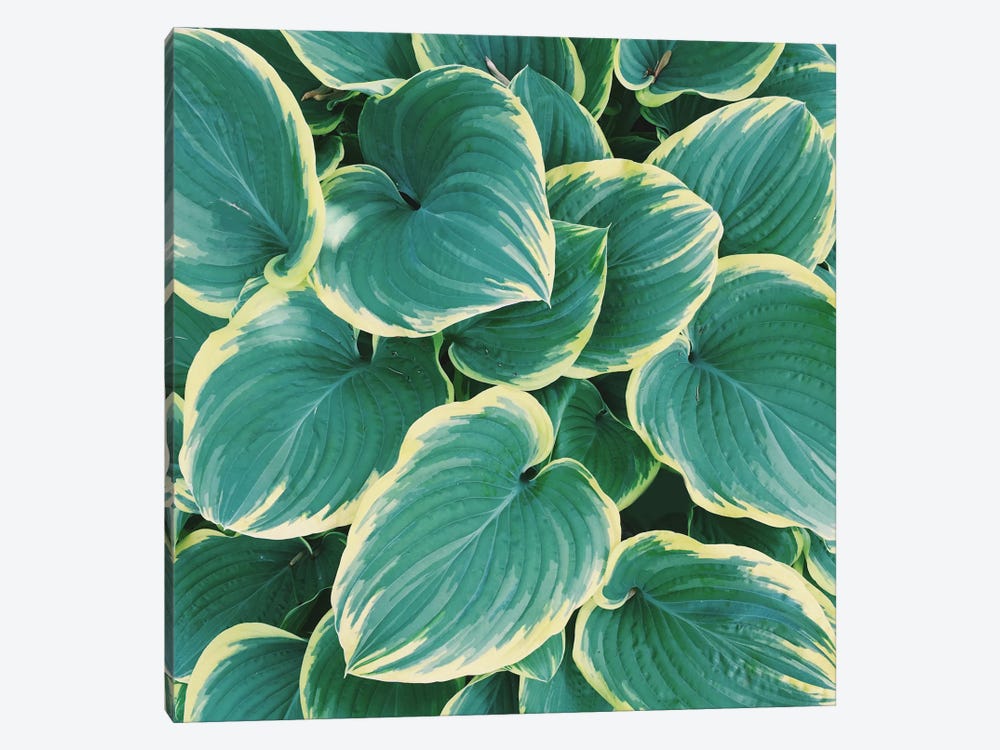 Some Like It Hosta by Chelsea Victoria 1-piece Canvas Art Print