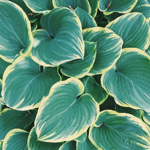 Chelsea Victoria: Some Like It Hosta by Chelsea Victoria