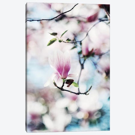 Spring In Bloom Canvas Print #CVA78} by Chelsea Victoria Canvas Art