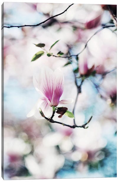 Spring In Bloom Canvas Art Print - Tree Close-Up Art