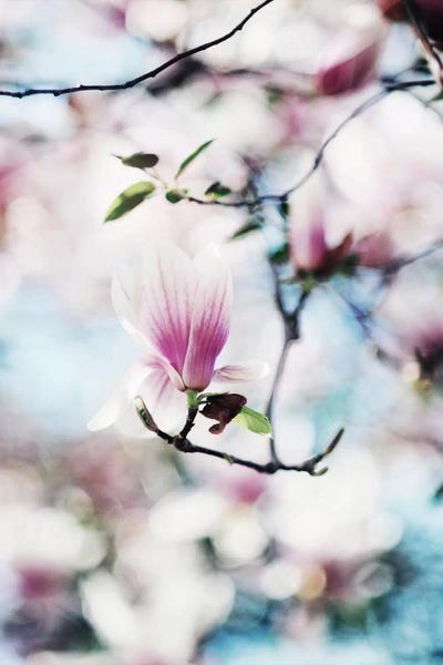 Tree Close-Ups: Spring In Bloom by Chelsea Victoria