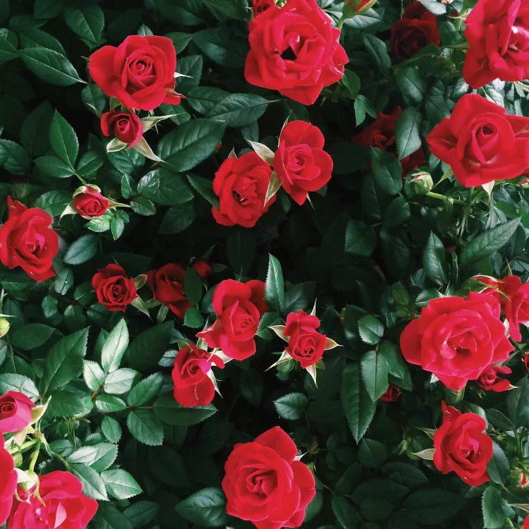 The Bel Air Rose Garden by Chelsea Victoria wall art