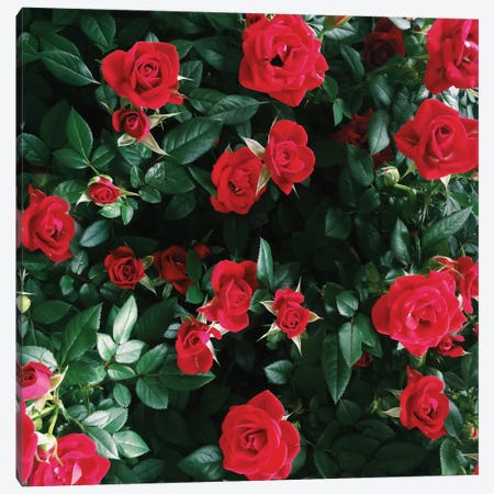 The Bel Air Rose Garden Canvas Print #CVA82} by Chelsea Victoria Art Print