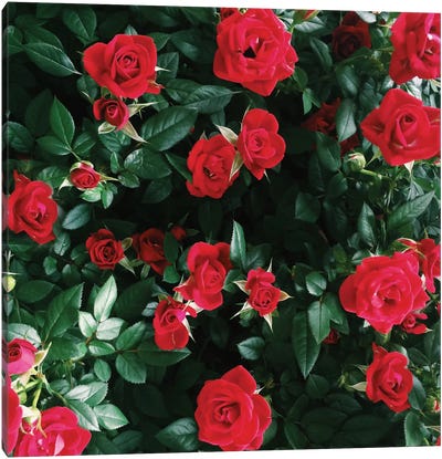 The Bel Air Rose Garden Canvas Art Print - Floral Close-Up Art
