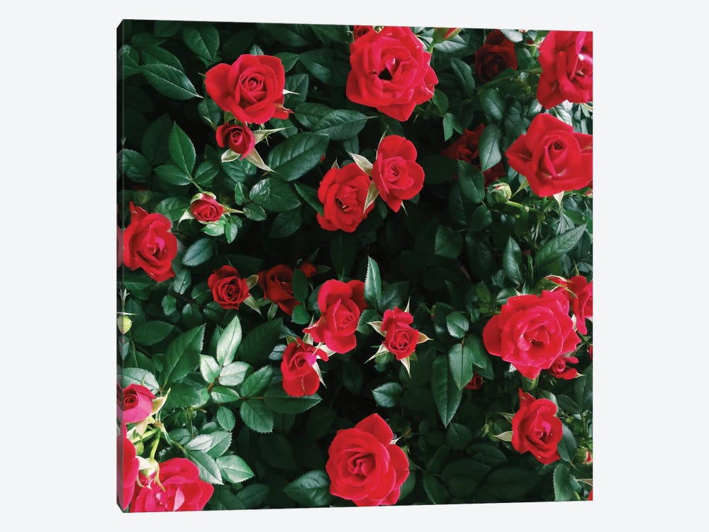 The Bel Air Rose Garden by Chelsea Victoria 1-piece Canvas Artwork