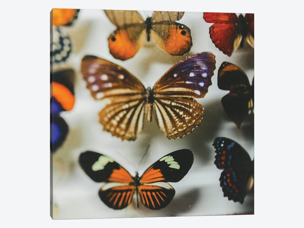 The Fairy Collection by Chelsea Victoria 1-piece Canvas Print
