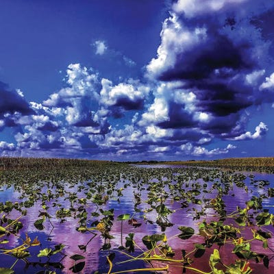 Everglades by Caitlin Vera metal wall art