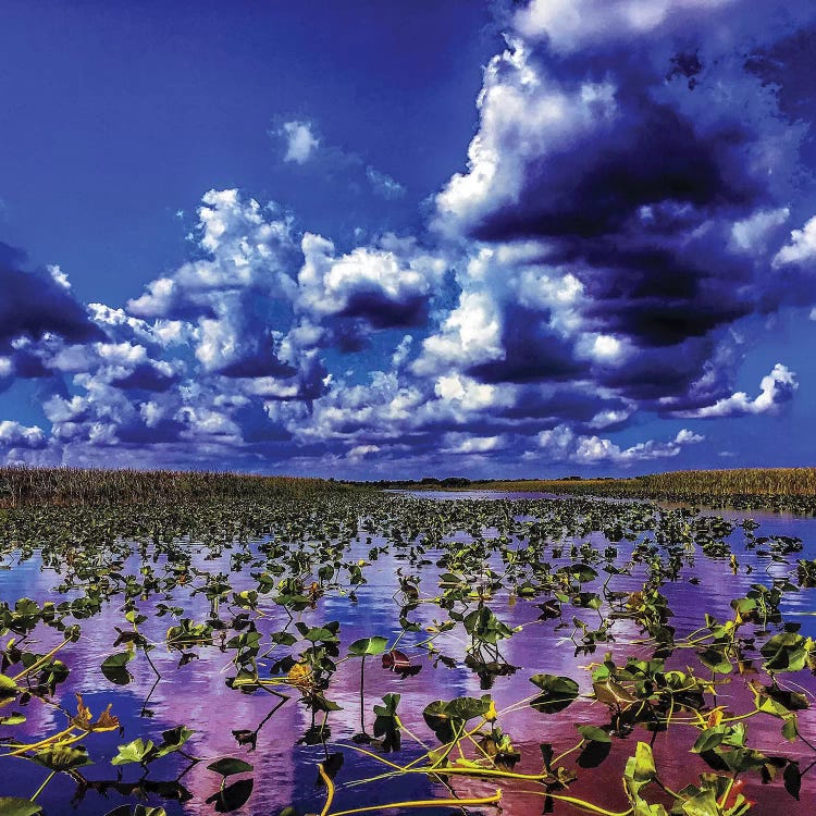 Everglades by Caitlin Vera wall art