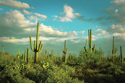 Saguaros II by Carlos Vargas gallery poster
