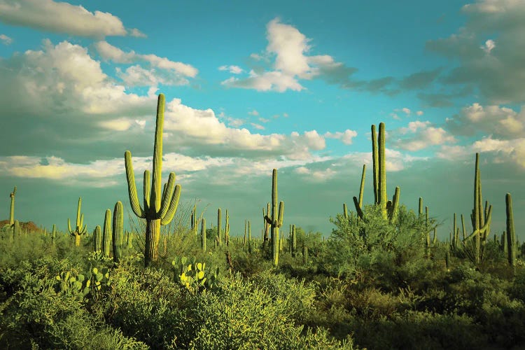 Saguaros II by Carlos Vargas wall art