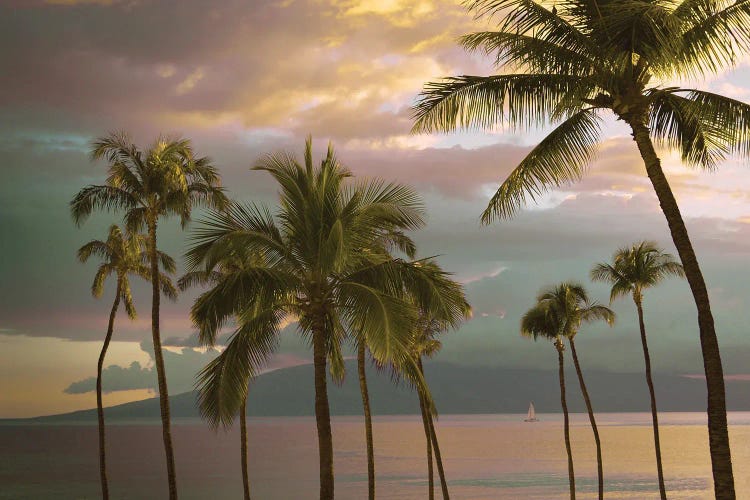 Hawaii Palm Sunset I