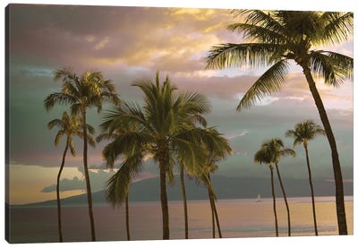 Hawaii Palm Sunset I Canvas Art Print