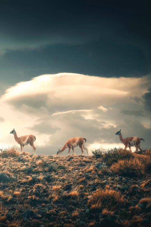 Guanacos - Chile by Cuma Çevik wall art