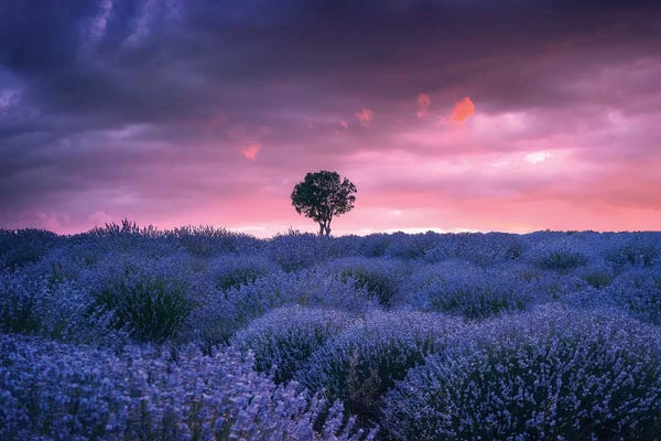 Cuma Çevik: Lavenders - Isparta - Turkey by Cuma Çevik