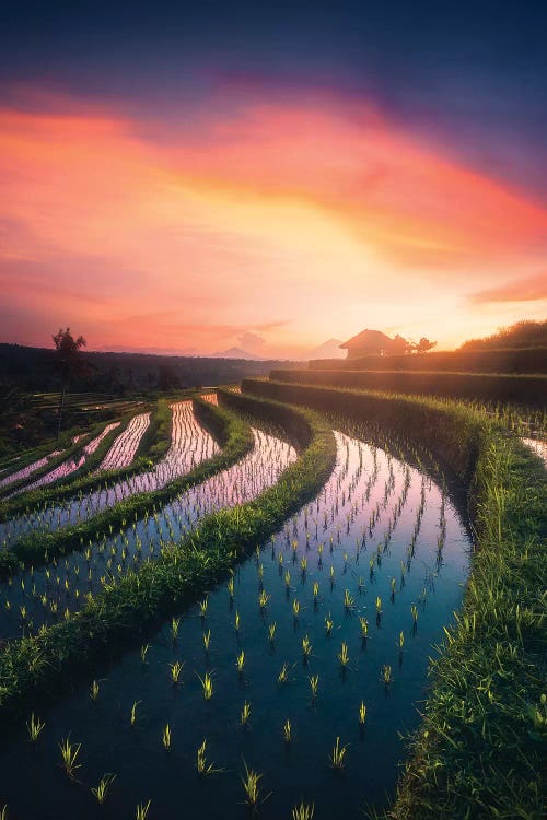 Rice Fields I - Bali - Indonesia