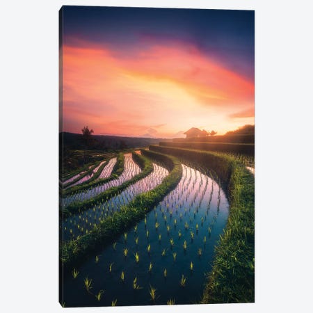 Rice Fields I - Bali - Indonesia Canvas Print #CVK30} by Cuma Çevik Canvas Artwork