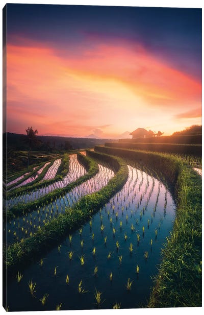 Rice Fields I - Bali - Indonesia Canvas Art Print - Indonesia Art