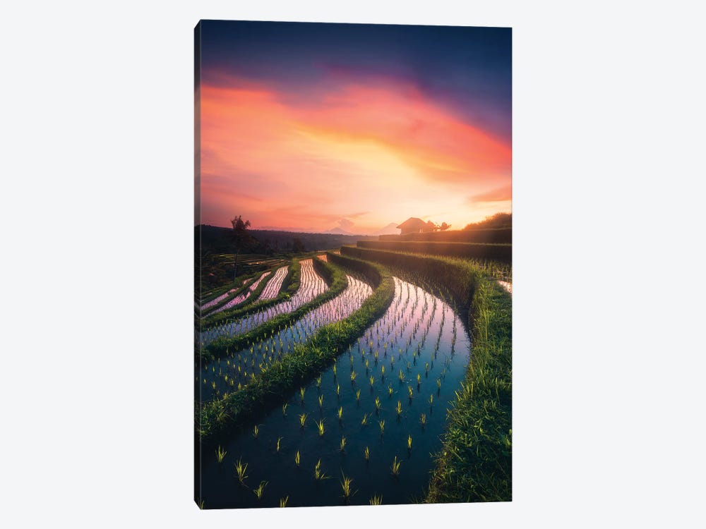 Rice Fields I - Bali - Indonesia by Cuma Çevik 1-piece Canvas Print