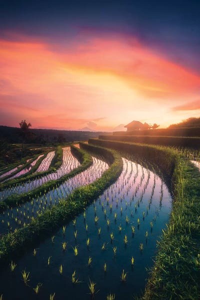 Cuma Çevik: Rice Fields I - Bali - Indonesia by Cuma Çevik