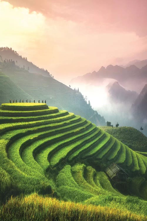 Rice Fields I - North Vietnam