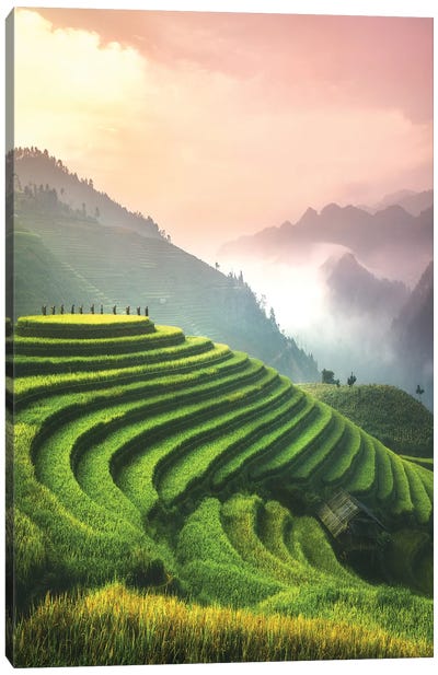 Rice Fields I - North Vietnam Canvas Art Print - Cuma Çevik