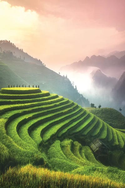 Cuma Çevik: Rice Fields I - North Vietnam by Cuma Çevik