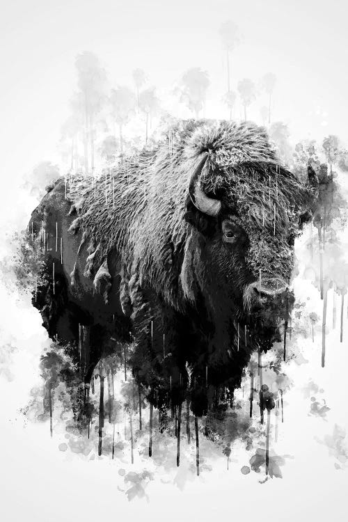 Bison In Black And White