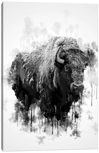 Bison In Black And White Canvas Art Print