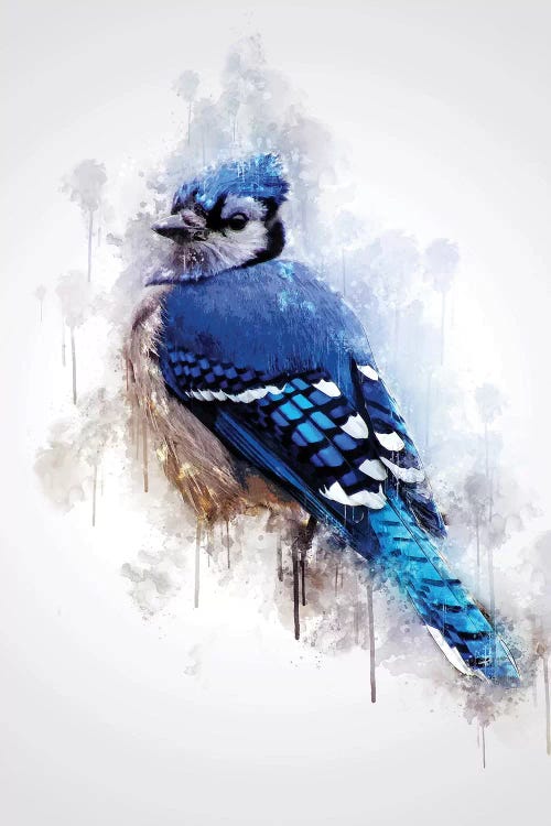 Blue Jay Bird