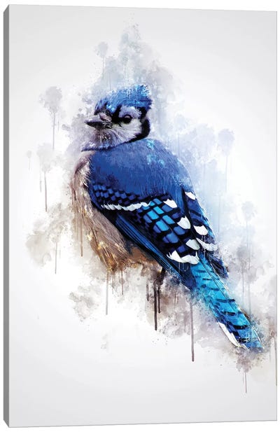 Blue Jay Bird Canvas Art Print - Cornel Vlad
