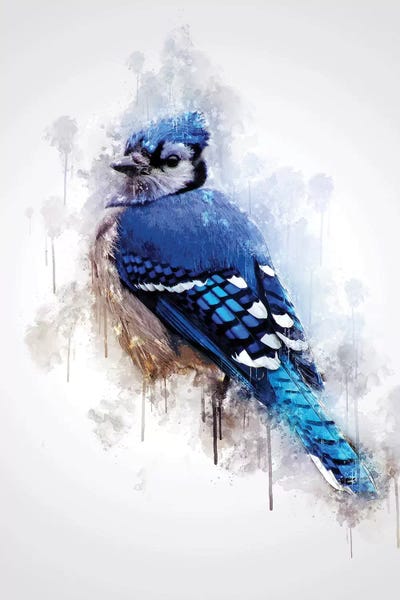 Blue Jay Bird