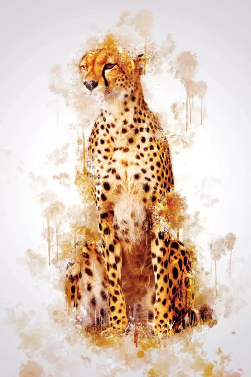 Cheetah